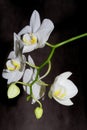 Branch of white orchid flowers against black background Royalty Free Stock Photo