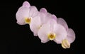 Branch of white orchid flowers on a black background. Close-up. Royalty Free Stock Photo