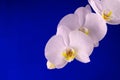 Branch of white orchid flowers on a blue background. Close-up. Copy space. Royalty Free Stock Photo