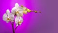 A branch of a white orchid with flowers and buds on a purple background. Royalty Free Stock Photo