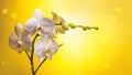 A branch of a white orchid with flowers and buds on a yellow background. Royalty Free Stock Photo