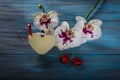 White Orchid on a wooden blue background Royalty Free Stock Photo