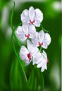 A branch of white orchids.