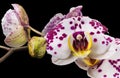 Branch of white phalaenopsis or Moth orchid from isolated on black background Royalty Free Stock Photo
