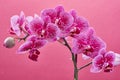 A branch of white-pink orchids on a pink background close-up Royalty Free Stock Photo
