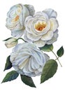 Roses drawing in pastel on white background.