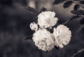 Branch with white roses on a natural green background. Monochrome Royalty Free Stock Photo