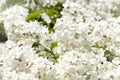 Branch of white small flowers Royalty Free Stock Photo