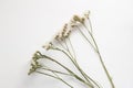 A branch of white small flowers on a white background. Image of dried flowers. Romantic flowers. Limonium perezii. Kermek. Statica