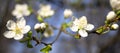 A branch with white spring flowers on a tree. Royalty Free Stock Photo