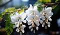 A branch of white wisteria flowers as a background.