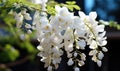 A branch of white wisteria flowers as a background.