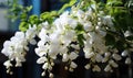 A branch of white wisteria flowers as a background.