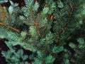 Branch of white wood tree in detail background