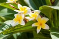 Branch with white and yellow Plumeria flowers and green leaves Royalty Free Stock Photo