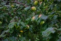 Branch of a wild apple tree with ripening apples