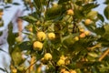 Branch of wild apple tree with small bright yellow apples and green leaves is in a park in summer Royalty Free Stock Photo