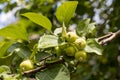 Branch of wild apple tree with small bright yellow apples and green leaves is in a park in summer Royalty Free Stock Photo