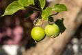 Branch of wild apple tree with small bright yellow apples and green leaves is in a park in summer Royalty Free Stock Photo