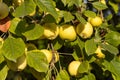 Branch of wild apple tree with small bright yellow apples and green leaves is in a park in summer Royalty Free Stock Photo