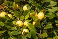 Branch of wild apple tree with small bright yellow apples and green leaves is in a park in summer Royalty Free Stock Photo