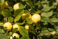 Branch of wild apple tree with small bright yellow apples and green leaves is in a park in summer Royalty Free Stock Photo