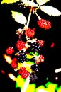 Branch with wild blackberries in different stages of ripeness with color editing