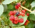 Branch of wild blackberry Royalty Free Stock Photo