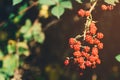 Branch with wild blackberry Royalty Free Stock Photo