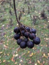 A branch of wild blackberry. A bunch of ripe black chokeberry on a branch in the autumn forest. Royalty Free Stock Photo