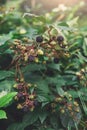 Branch of wild blackberry with ripe fruits close-up in the forest Royalty Free Stock Photo