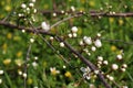 Branch of wild cherry with white buds on a spring greenery background. Flowering tree in the garden Royalty Free Stock Photo