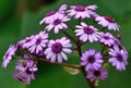 Branch of wild flowers pericallis webbii in its splendor