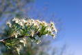 Branch of wild pear fruit tree in bloom Royalty Free Stock Photo