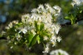 Branch of wild pear fruit tree in bloom Royalty Free Stock Photo