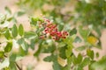 Branch of wild pistachio tree with ripe fruits Royalty Free Stock Photo