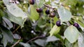 Branch of wild plum, blackthorn, with green leaves and blue fruits Royalty Free Stock Photo