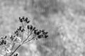 Branch of wild prickly flowers monochrome tone