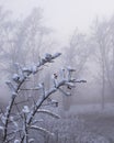 A branch of a wild rose bush plant with ice and snow in winter and red berries fruits Royalty Free Stock Photo