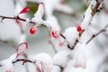 Winter background, red berries on the frozen branches covered with hoarfrost Royalty Free Stock Photo