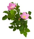 Branch of wild rose flowers, buds and leaves isolated Royalty Free Stock Photo