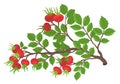 A branch of wild rose hip. Ripe plant rosehip. Showing the bright red hips. Used for herbal teas. Vector hand drawn