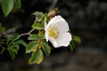 A branch of wild rose hips Royalty Free Stock Photo