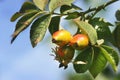 A branch of wild rose with products orange colored