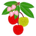 Branch of wild strawberry arbutus with berries and flowers. Royalty Free Stock Photo