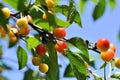 A branch of a wild unripe cherry with yellow-orange berries