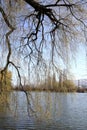 Branch of willow on bank of pond