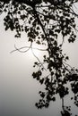 Branch of a willow bent over the water surface of the pond.