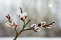 Branch of willow with blossoming buds in early spring, close-up Royalty Free Stock Photo