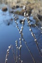 A branch of willow near the water. Royalty Free Stock Photo